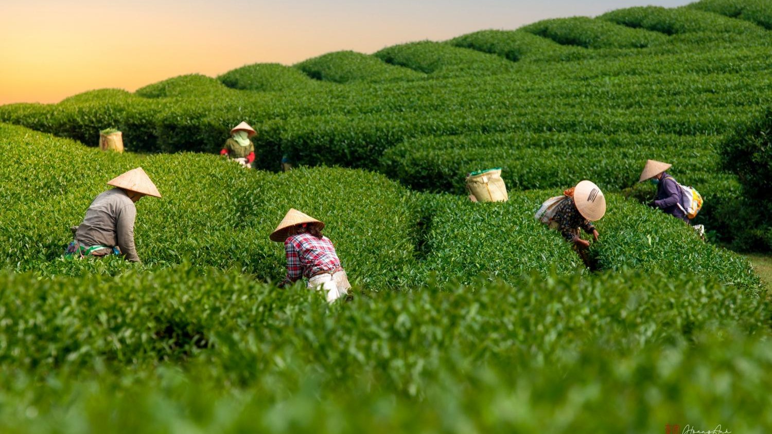 Thưởng thức ly Trà Ô Long Sen Tĩnh Tâm thanh khiết ngày hè oi ả