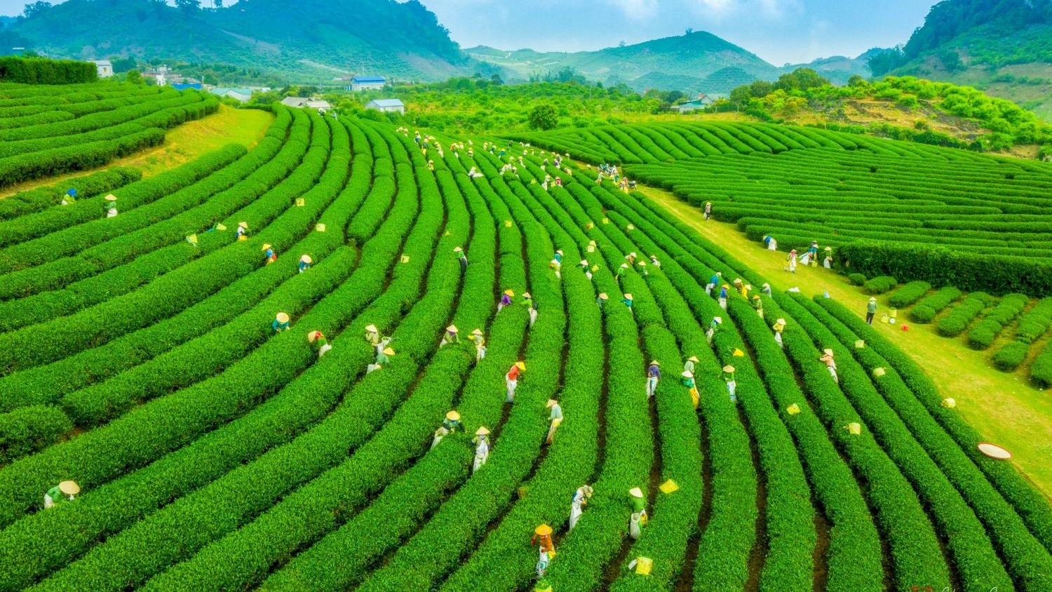 Trải nghiệm cà phê Zen giữa lòng thành phố